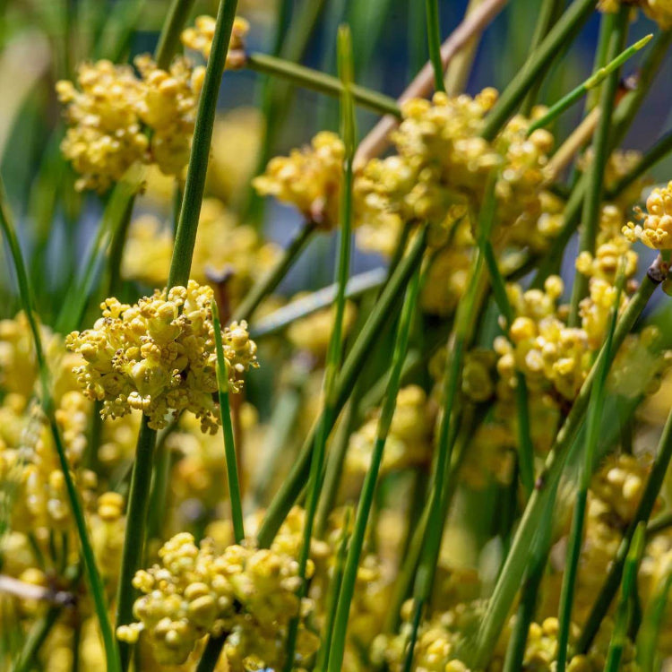 Ephedra Sinica Ma Huang Seeds - Heirloom Herbal Plant for Home Gardens