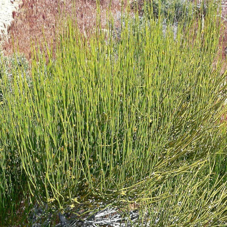 Ephedra Sinica Ma Huang Seeds - Heirloom Herbal Plant for Home Gardens