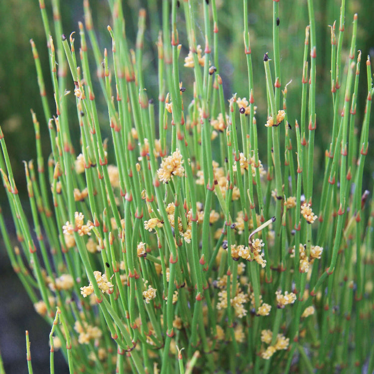 Ephedra Sinica Ma Huang Seeds - Heirloom Herbal Plant for Home Gardens
