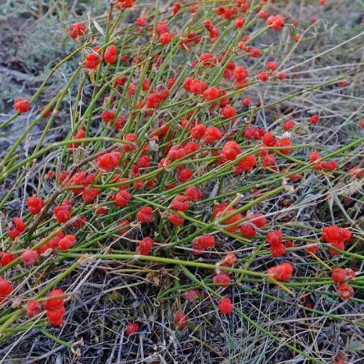 Ephedra Sinica Ma Huang Seeds - Heirloom Herbal Plant for Home Gardens