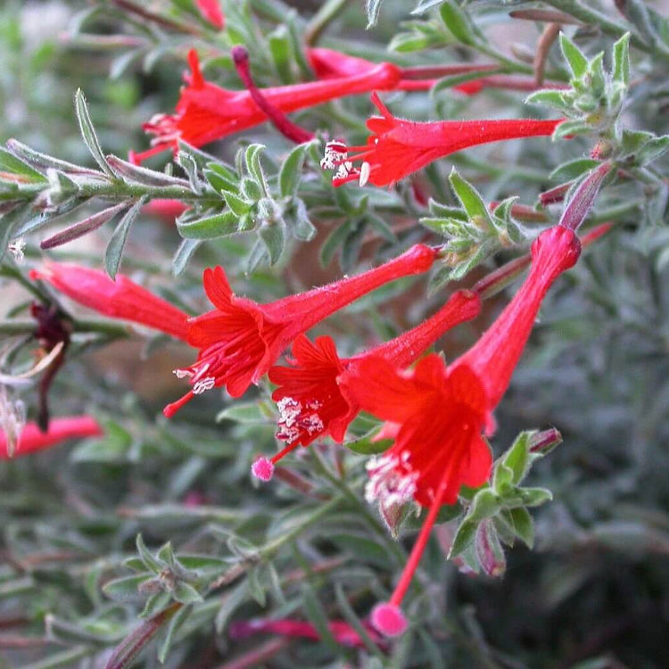 Epilobium Canum California Fuchsia Seeds 