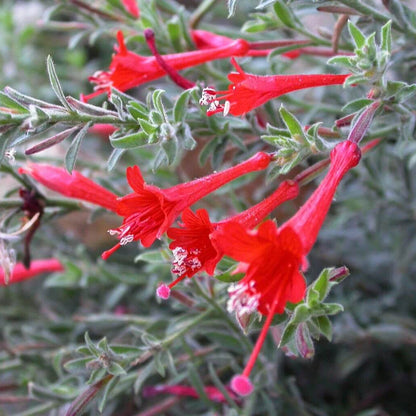 Epilobium Canum California Fuchsia Seeds 