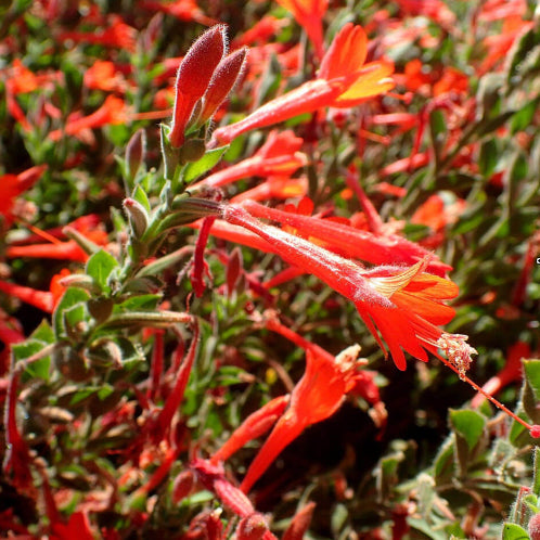 Epilobium Canum California Fuchsia Seeds 