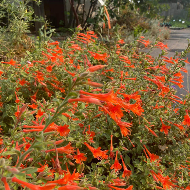 Epilobium Canum California Fuchsia Seeds 