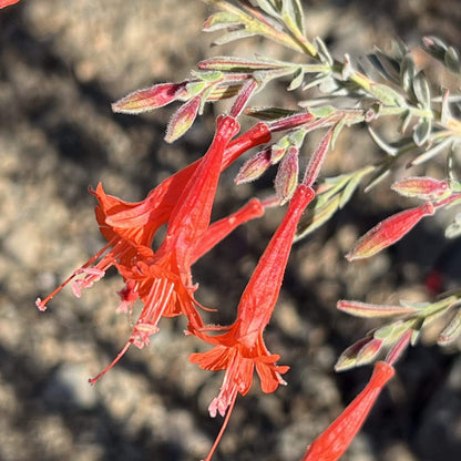 Epilobium Canum California Fuchsia Seeds 