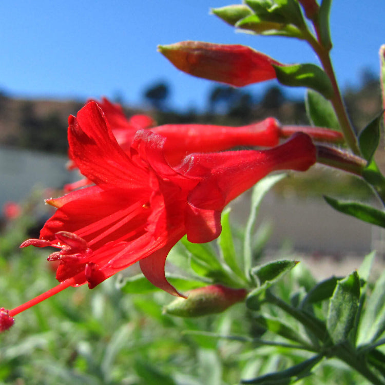 Epilobium Canum California Fuchsia Seeds 