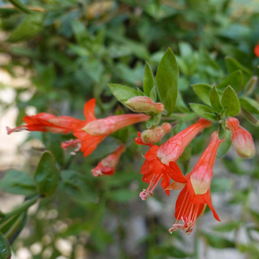 Epilobium Canum California Fuchsia Seeds 