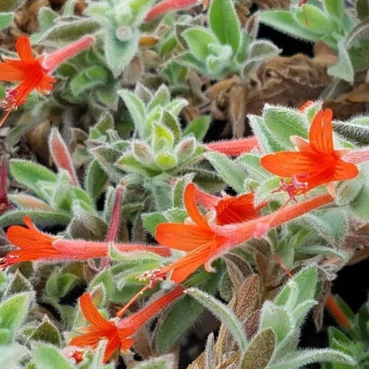 Epilobium Canum Seeds - Heirloom Flower Plant for Home Gardens