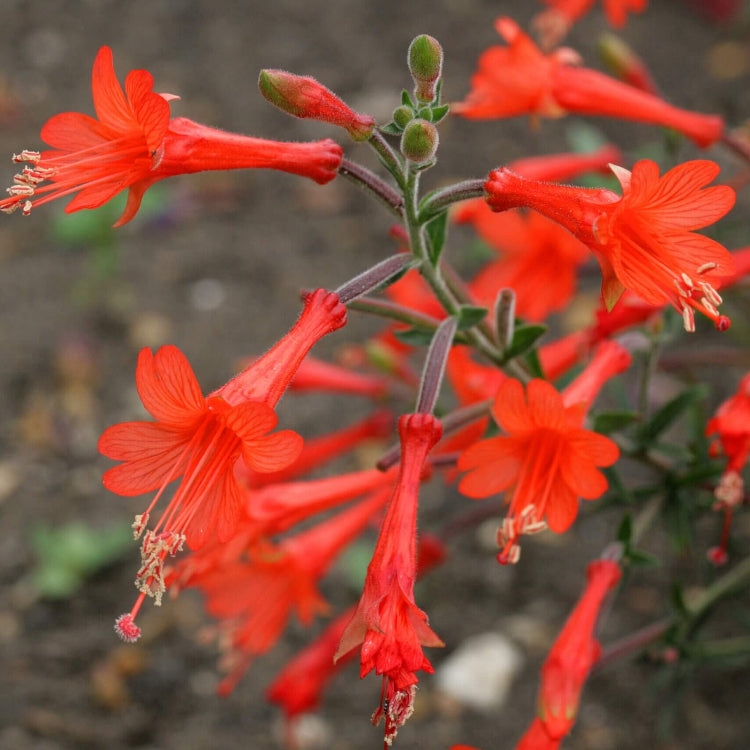 Epilobium Canum Seeds - Heirloom Flower Plant for Home Gardens