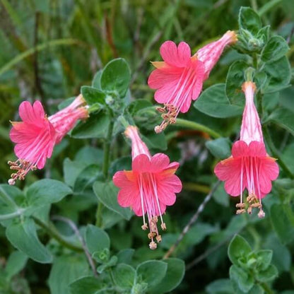Epilobium Canum Seeds - Heirloom Flower Plant for Home Gardens