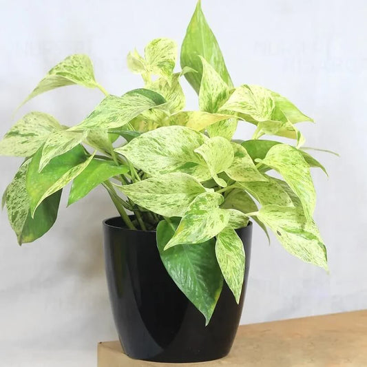 Epipremnum Aureum Seeds for Planting