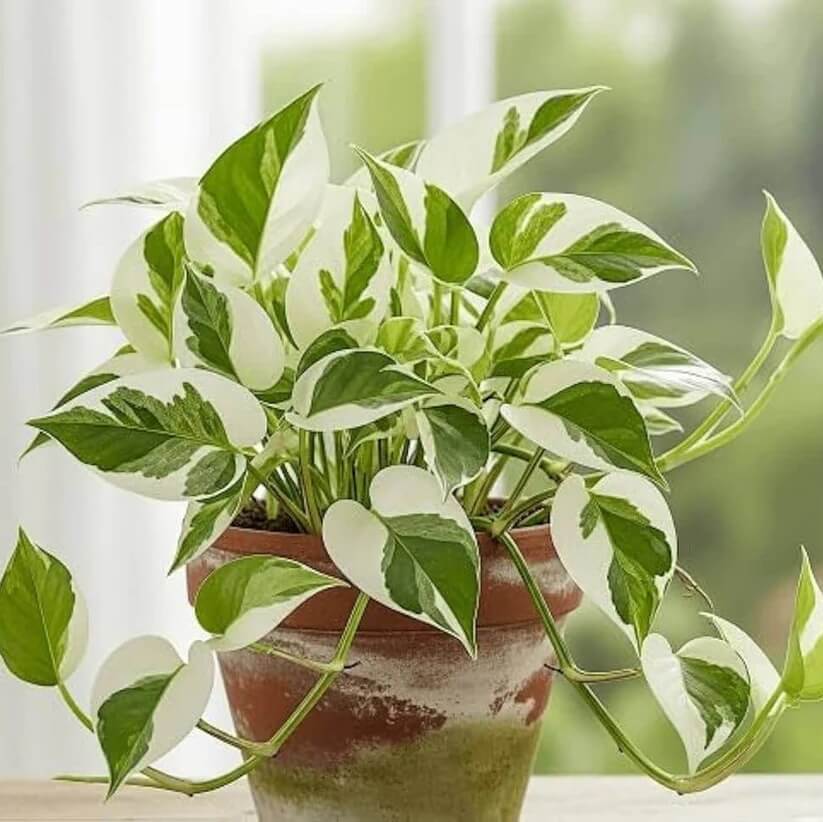 Epipremnum Aureum Seeds for Planting