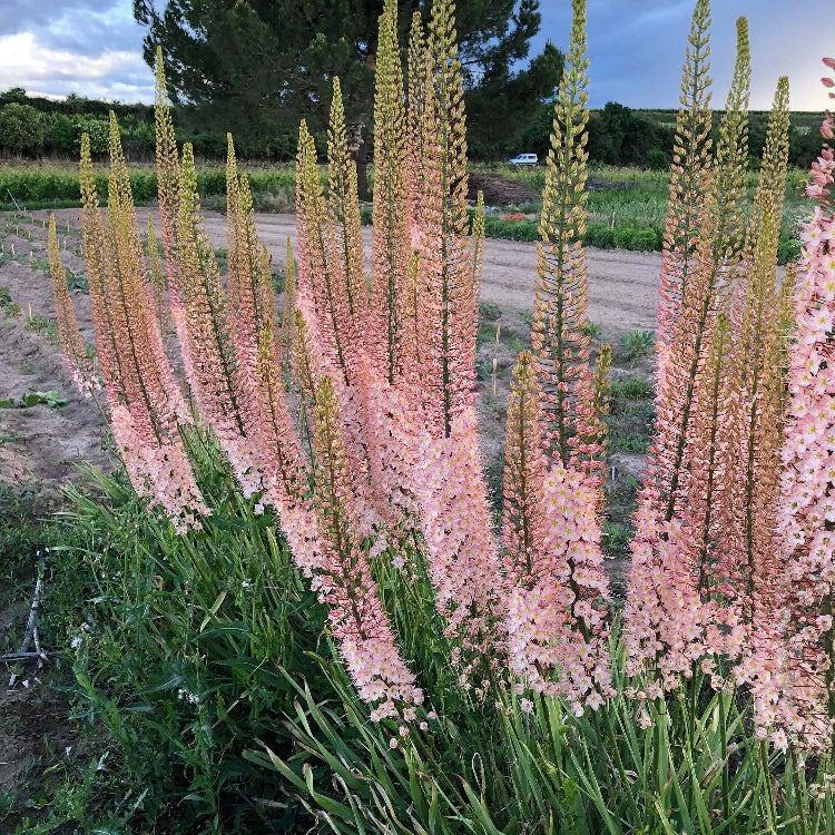 Eremurus Seeds - Heirloom Flower Plant for Home Gardens