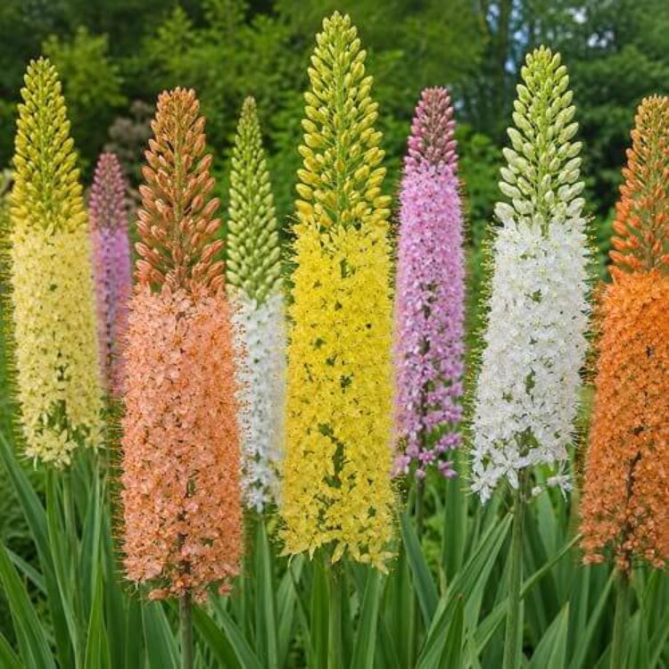 Eremurus Seeds - Heirloom Flower Plant for Home Gardens