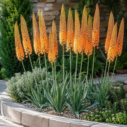 Eremurus Seeds - Heirloom Flower Plant for Home Gardens