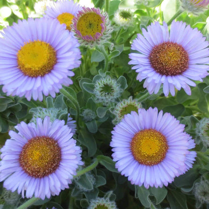 Erigeron Glaucus Seeds - Native Plant Seeds for Home Gardens