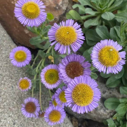 Erigeron Glaucus Seeds - Native Plant Seeds for Home Gardens