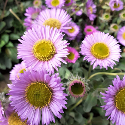 Erigeron Glaucus Seeds - Native Plant Seeds for Home Gardens