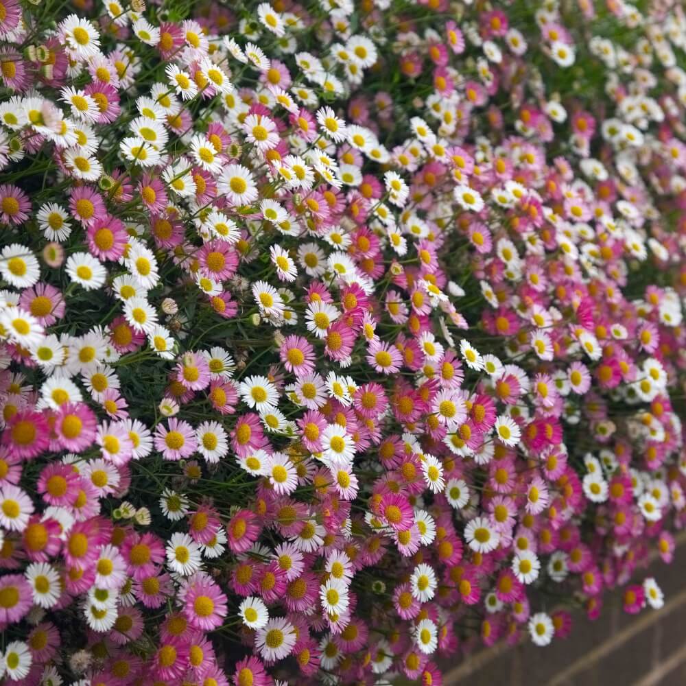 Erigeron Karvinskianus Seeds
