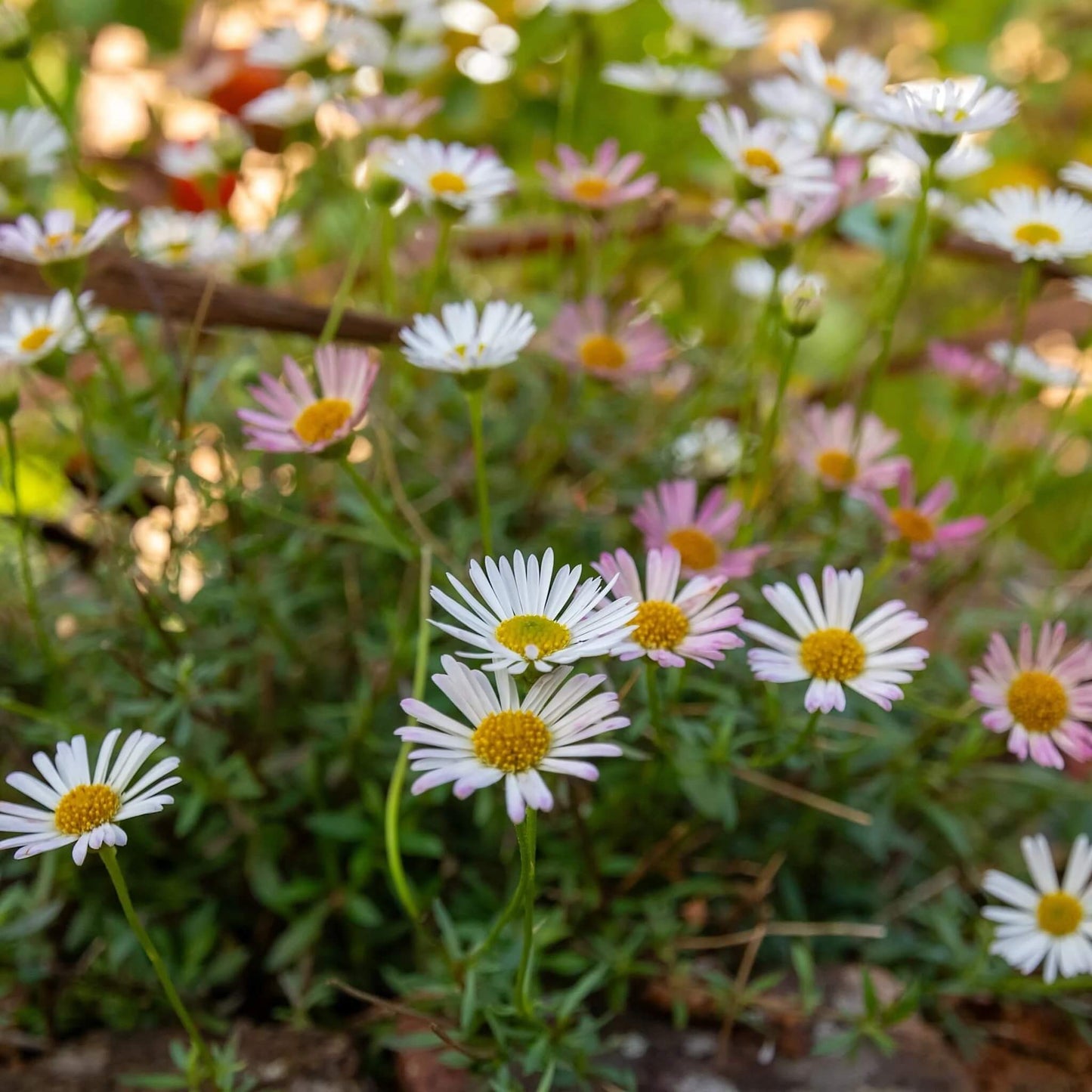 Erigeron Karvinskianus Seeds
