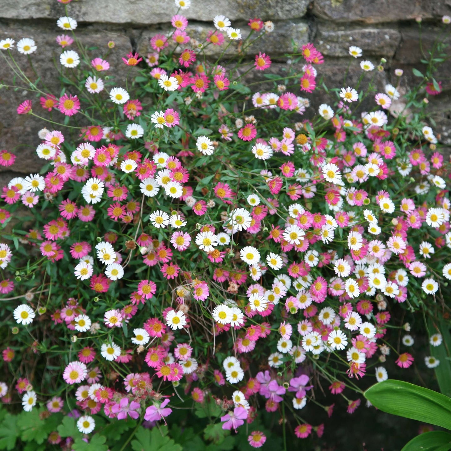 Erigeron Karvinskianus Seeds