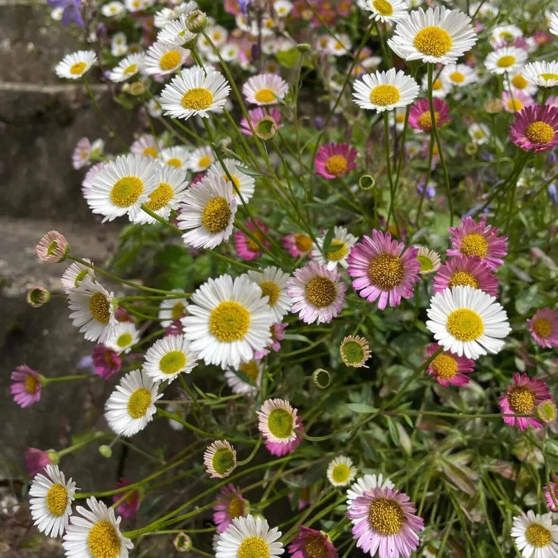 Erigeron Karvinskianus Seeds