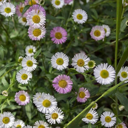 Erigeron Seeds 