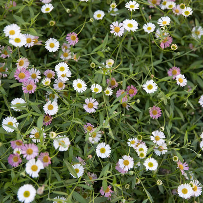 Erigeron Seeds