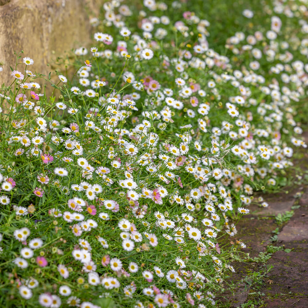 Erigeron Seeds