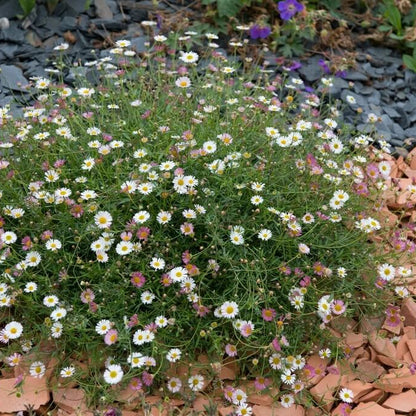 Erigeron Seeds