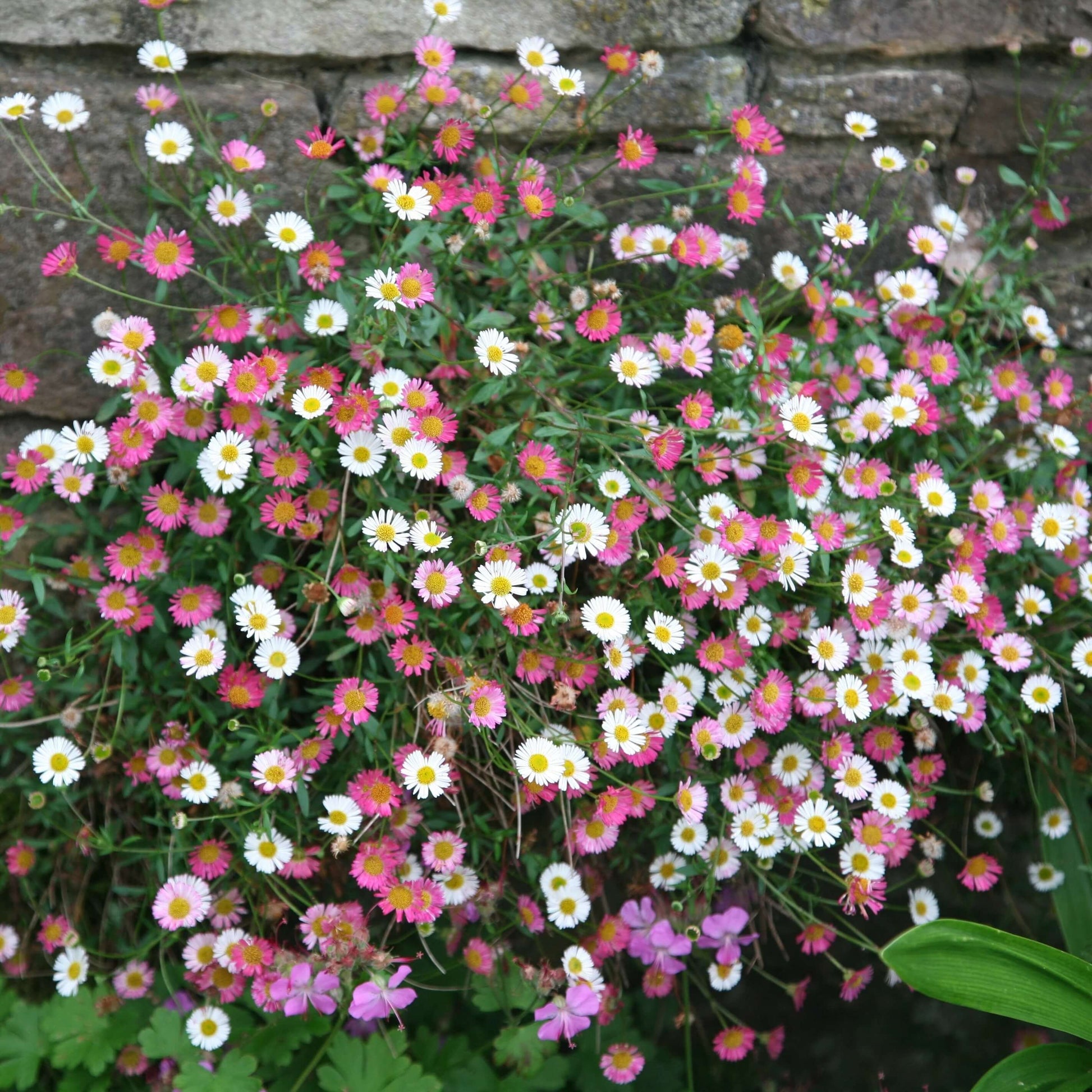 Erigeron Seeds