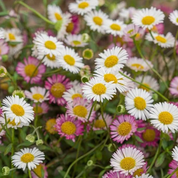 Erigeron Seeds 