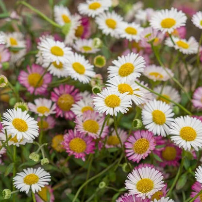 Erigeron Seeds 