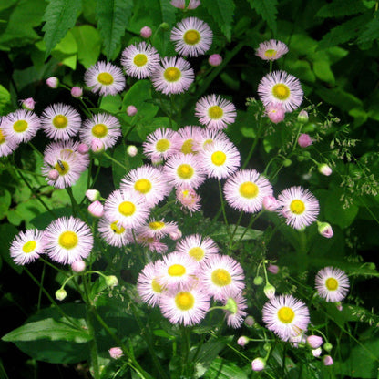Erigeron Seeds 