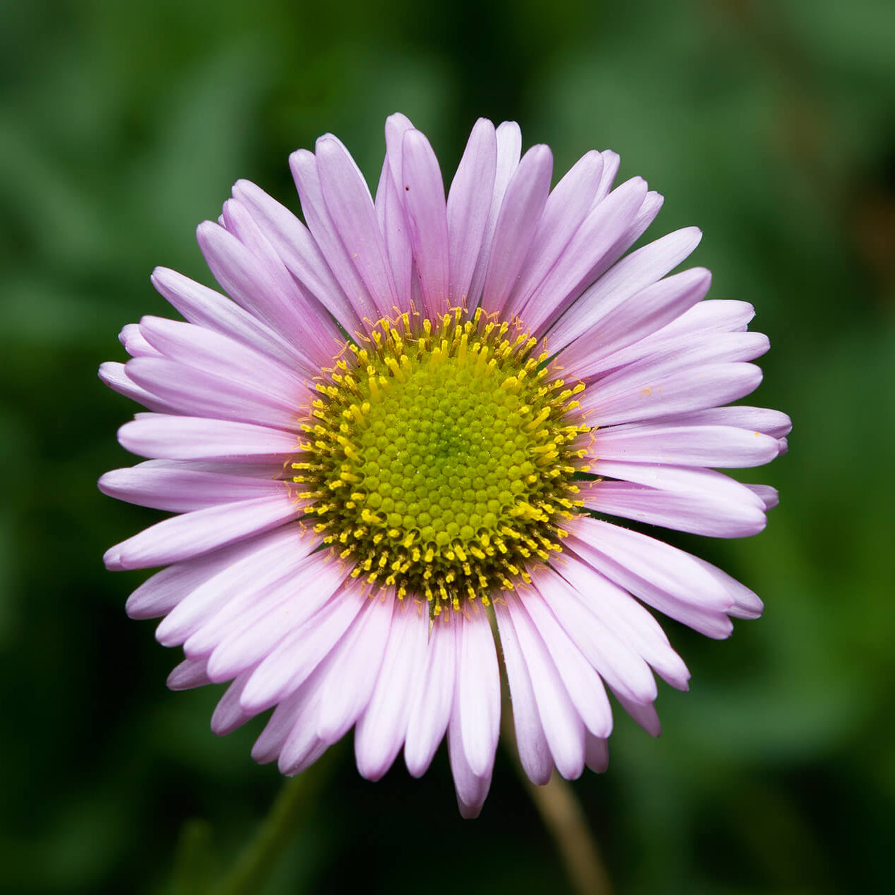 Erigeron Seeds 