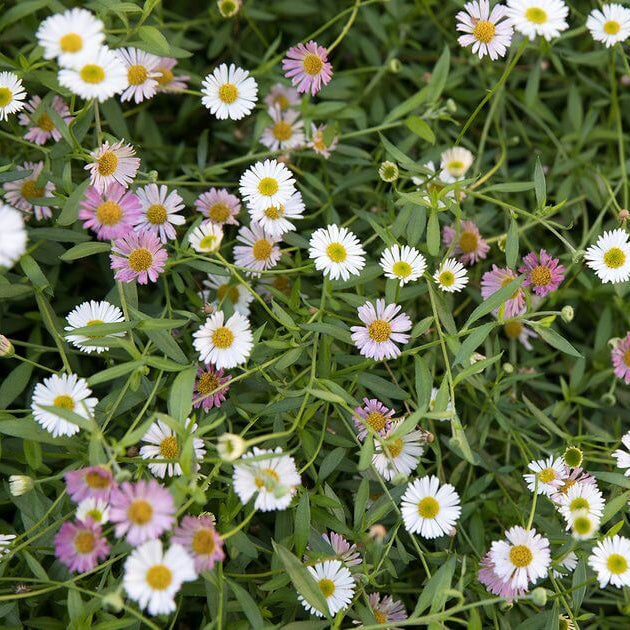 Erigeron Seeds 