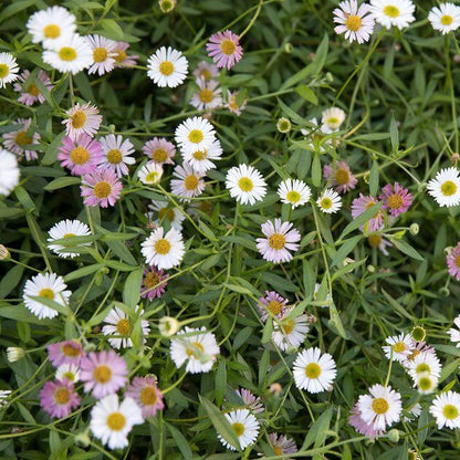 Erigeron Seeds 