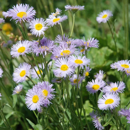 Erigeron Seeds 