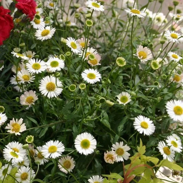 Erigeron Seeds 