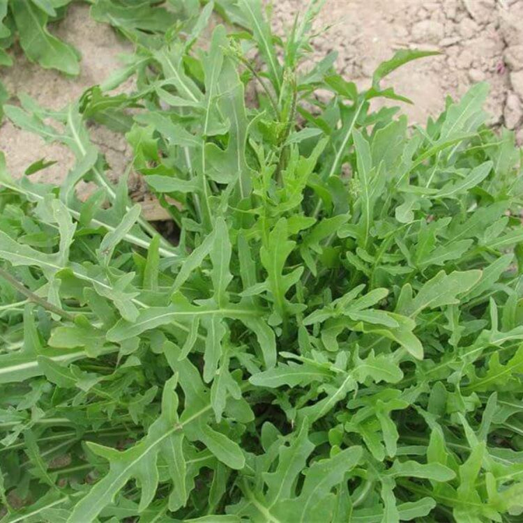 Eruca Sativa Seeds - Heirloom Vegetable Plant for Home Gardens