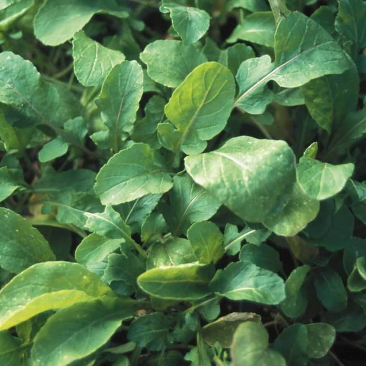 Eruca Sativa Seeds - Heirloom Vegetable Plant for Home Gardens