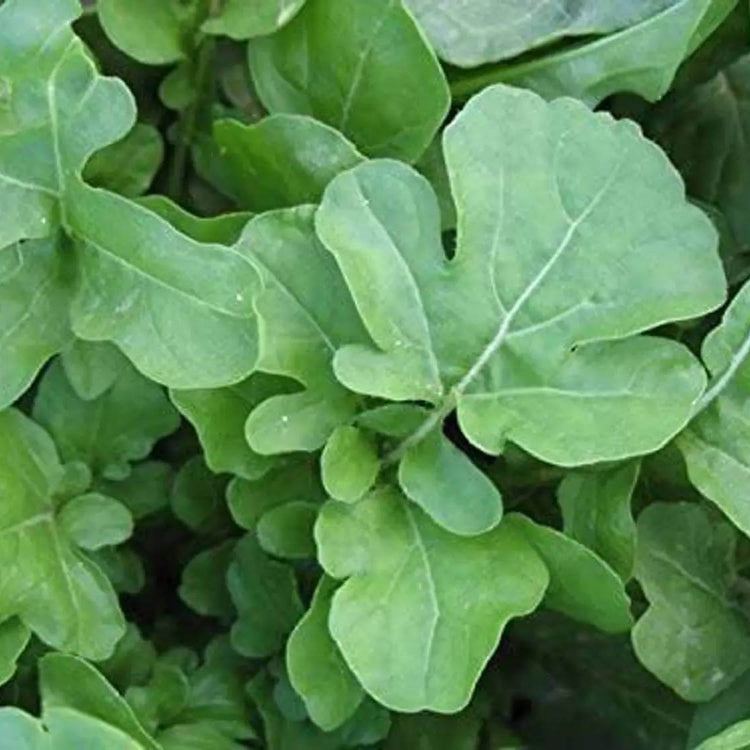Eruca Sativa Seeds - Heirloom Vegetable Plant for Home Gardens