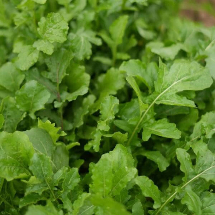 Eruca Sativa Seeds - Heirloom Vegetable Plant for Home Gardens