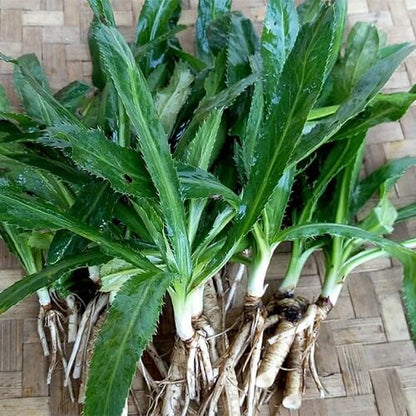 Eryngium Foetidum Seeds 