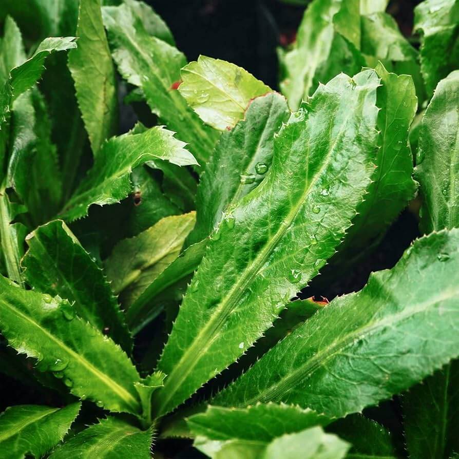 Eryngium Foetidum Seeds 