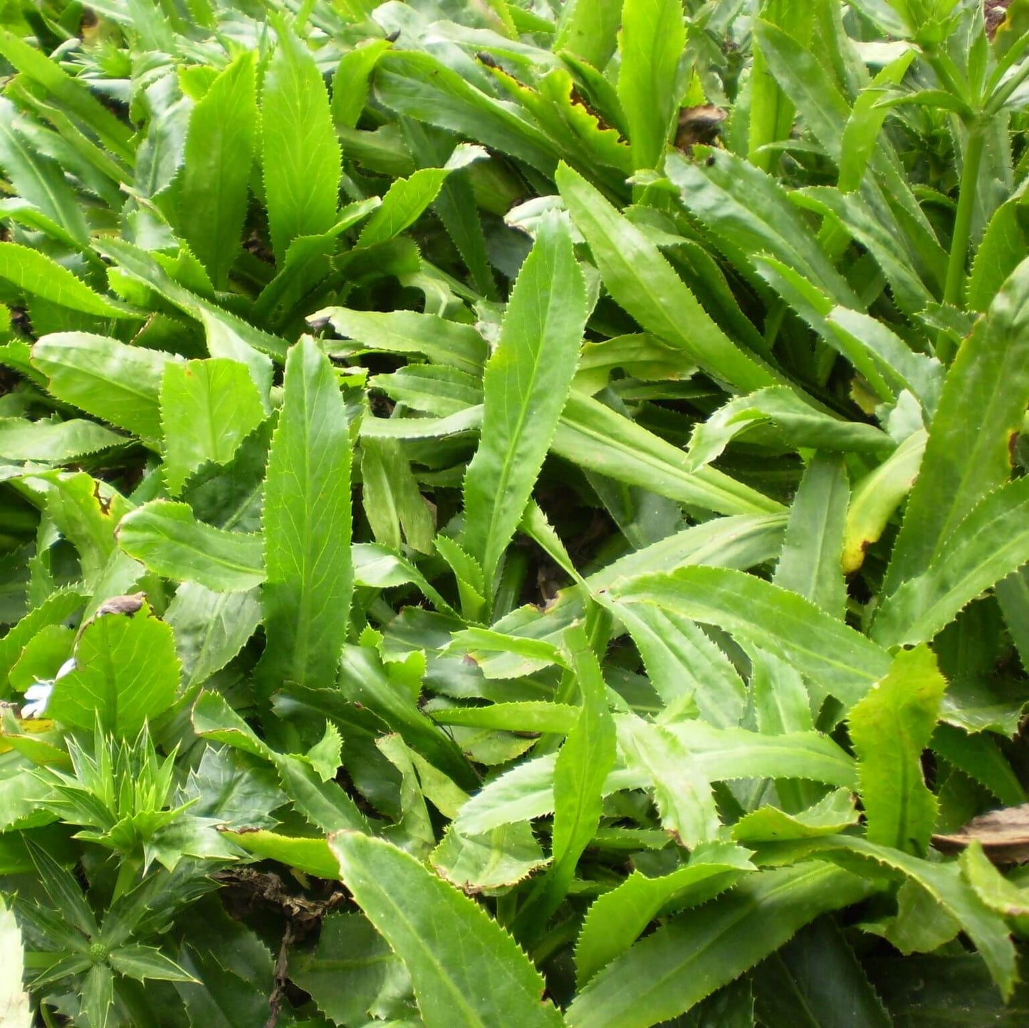 Eryngium Foetidum Seeds 
