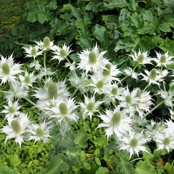 Eryngium Giganteum Seeds 