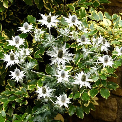 Eryngium Giganteum Seeds 