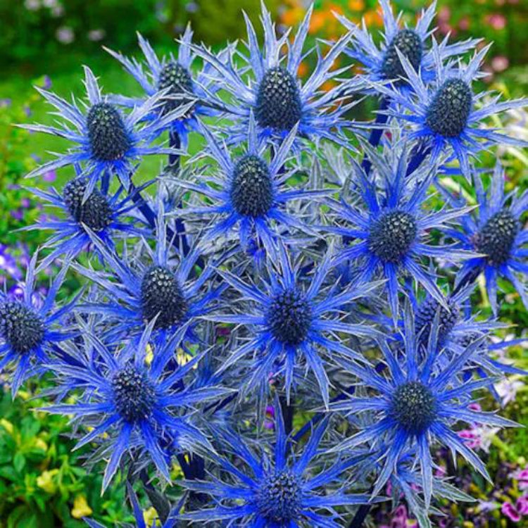 Eryngium Seeds - Heirloom Flower Plant for Home Gardens