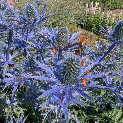 Eryngium Seeds - Heirloom Flower Plant for Home Gardens